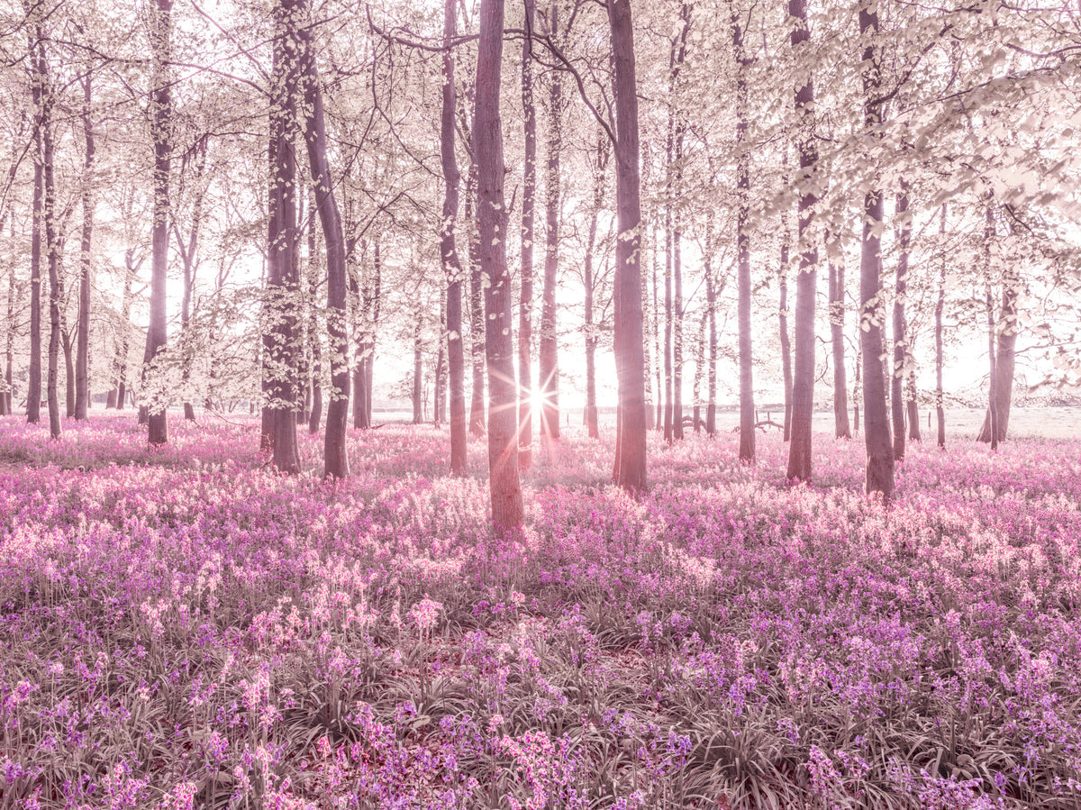Roseate Woods Wall -Wandgemälde in your room — zoomed