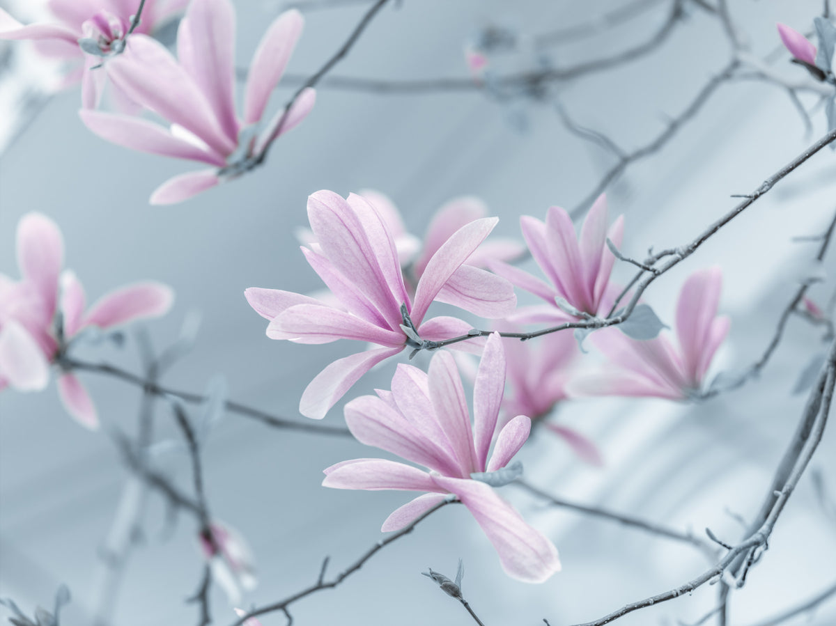 Magnolia dreamscape vägg väggmålning in your room — zoomed