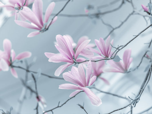 Magnolia Dreamscape Wall Mural