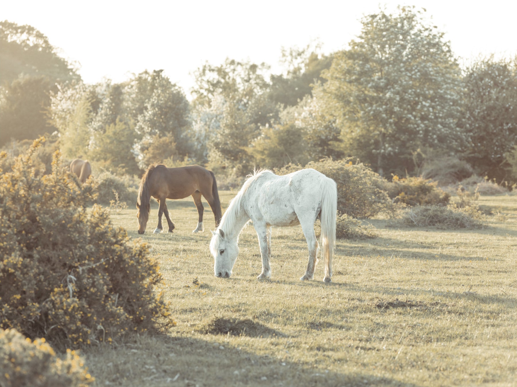 Grazeing Horses Wall Mural in your room — zoomed
