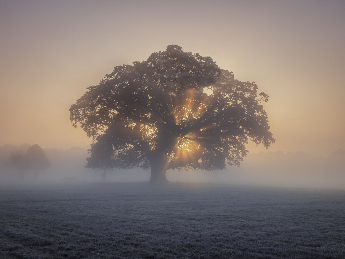 Misty Sunrise Wall Mural in your room