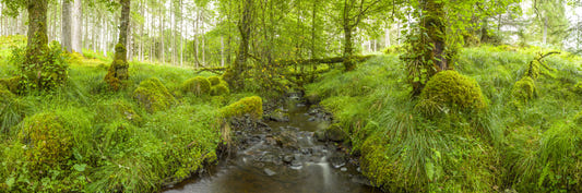 Emerald Forest Flow Wall Mural