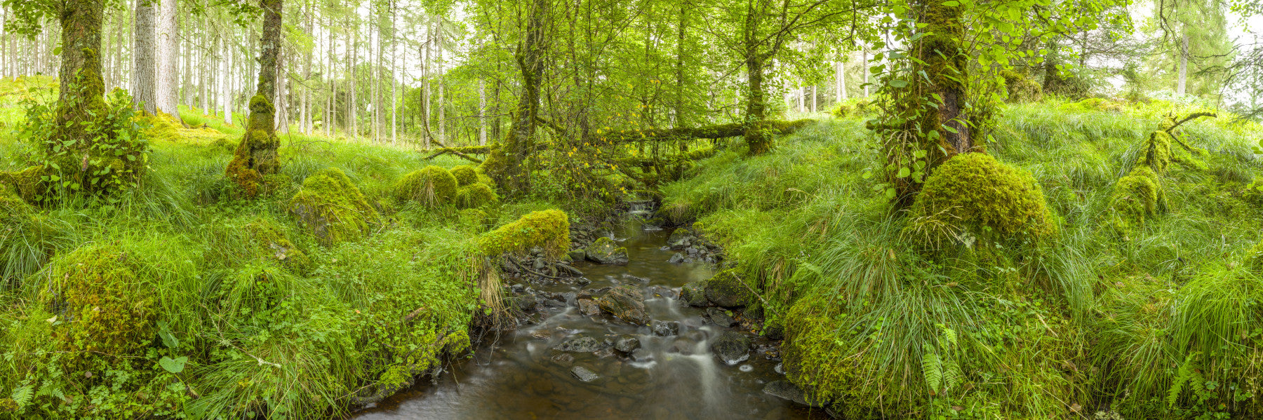 Smaragd skov flow vægmaleri