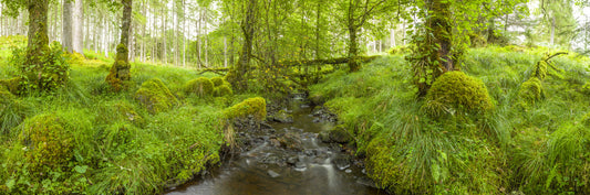 Emerald Forest Flow Wall Mural