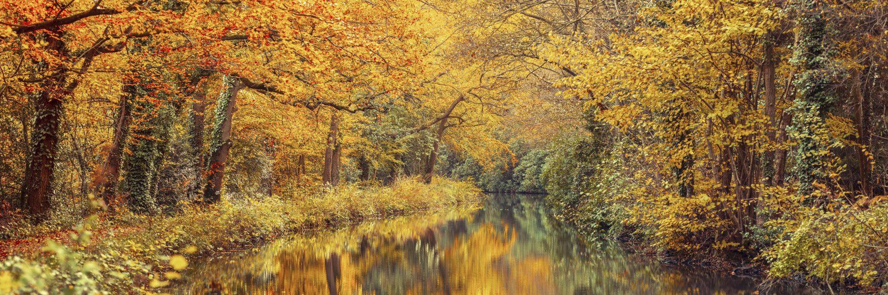 Goldener Herbststrahl Wandmalerei in your room — zoomed
