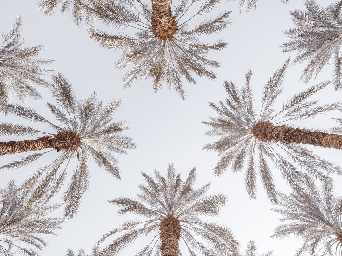Palm top murale murale in your room — zoomed