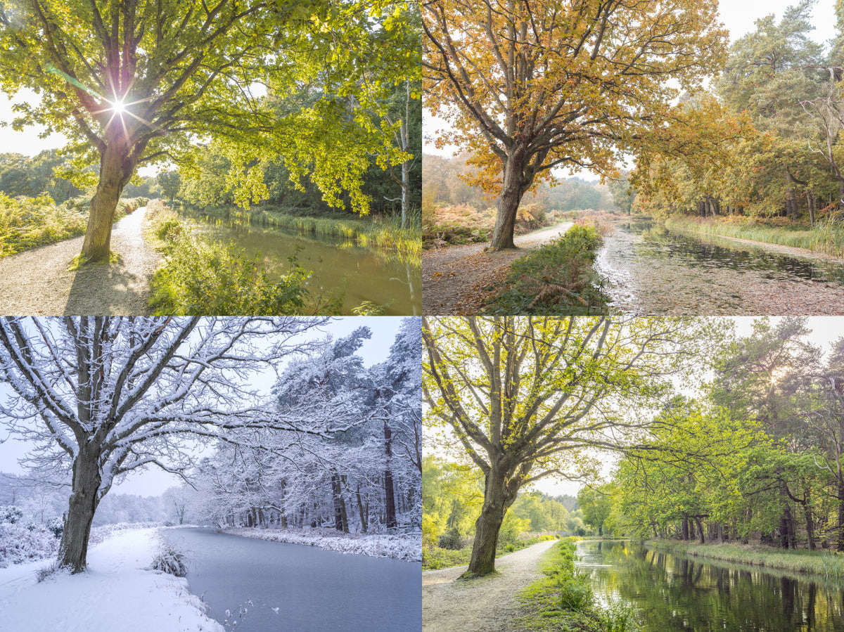 Mural de perete Four Seasons in your room — zoomed