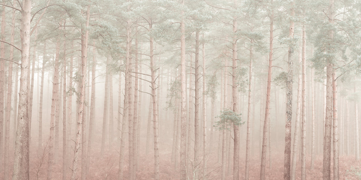 Misty Woodlands Wall Mural in your room