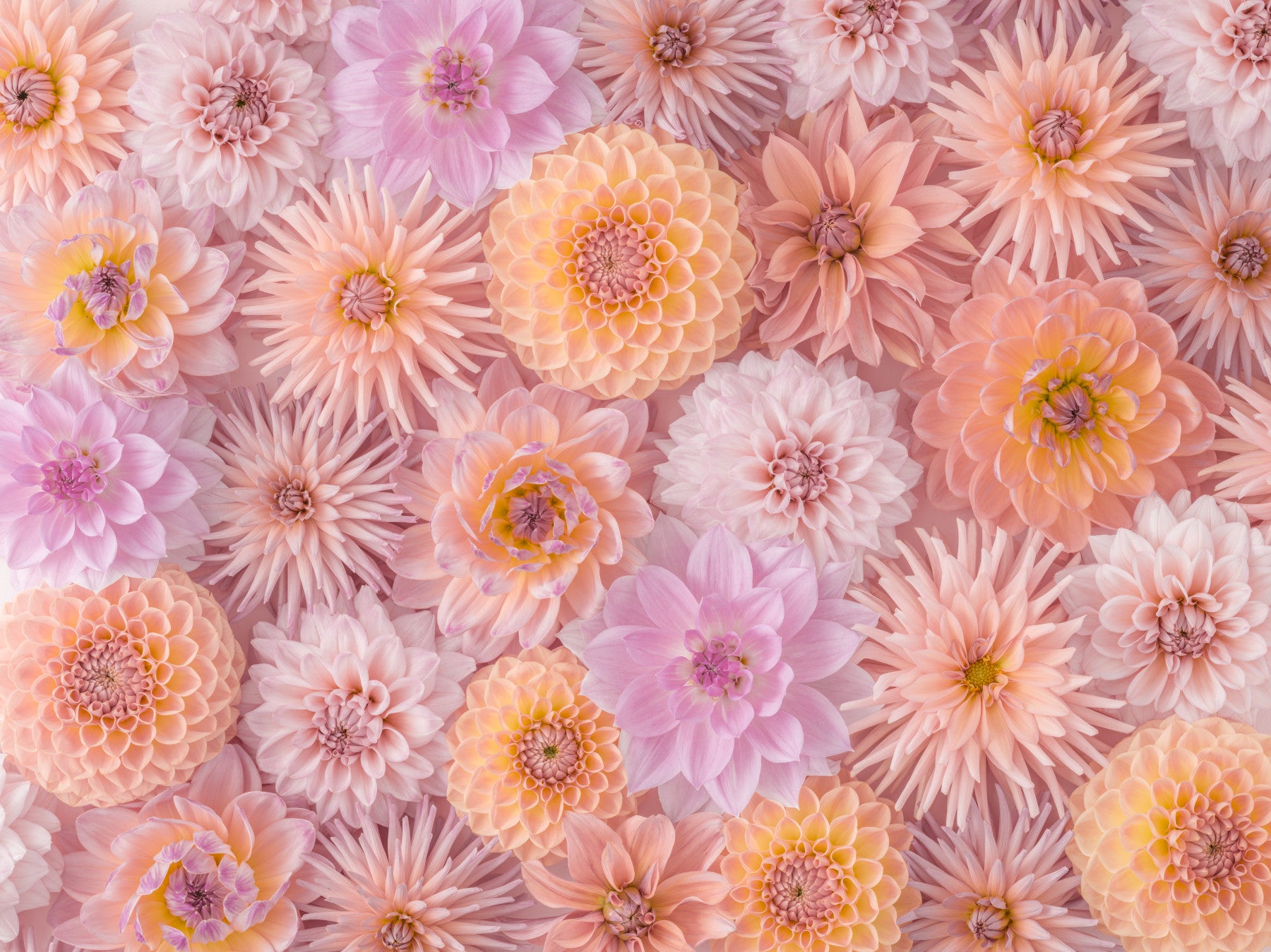 Blumenröte Wandmalerei