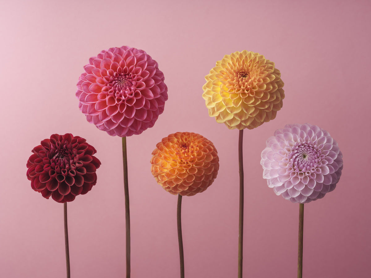 Vibrant Dahlia Array Wall Mural in your room — zoomed