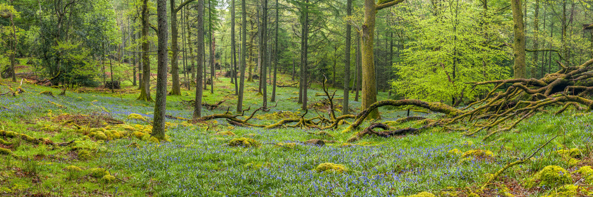 Trees in forest in your room