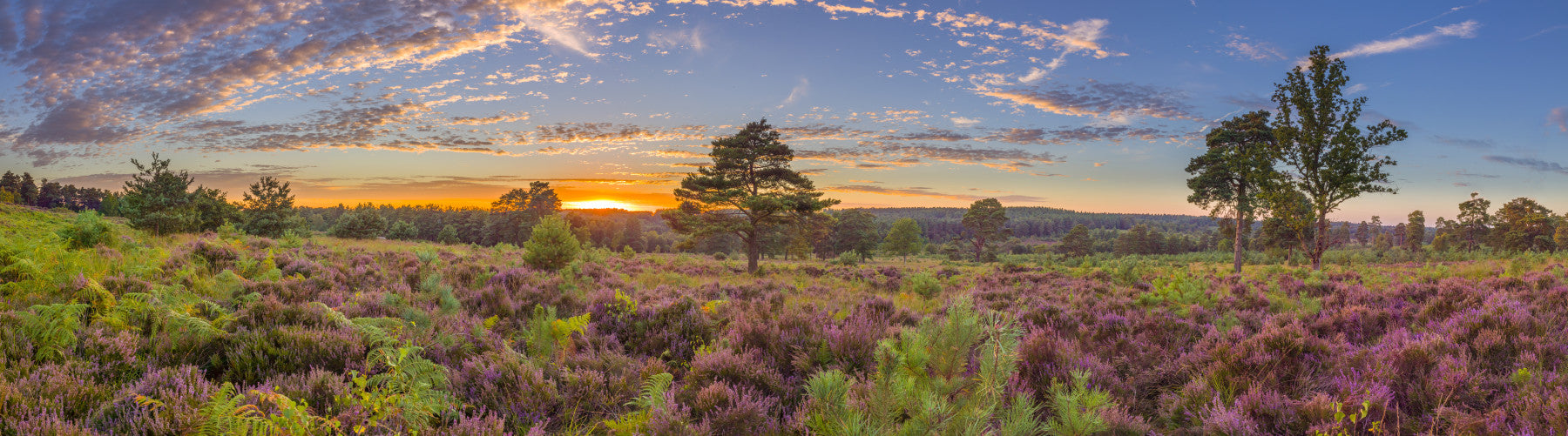 Sunrise Heather Bloom Wall Mural