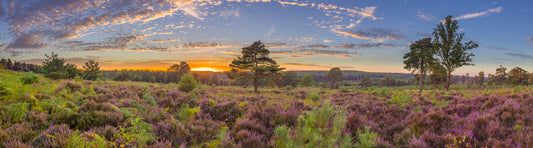 Soluppgång Heather Bloom Wall Mural