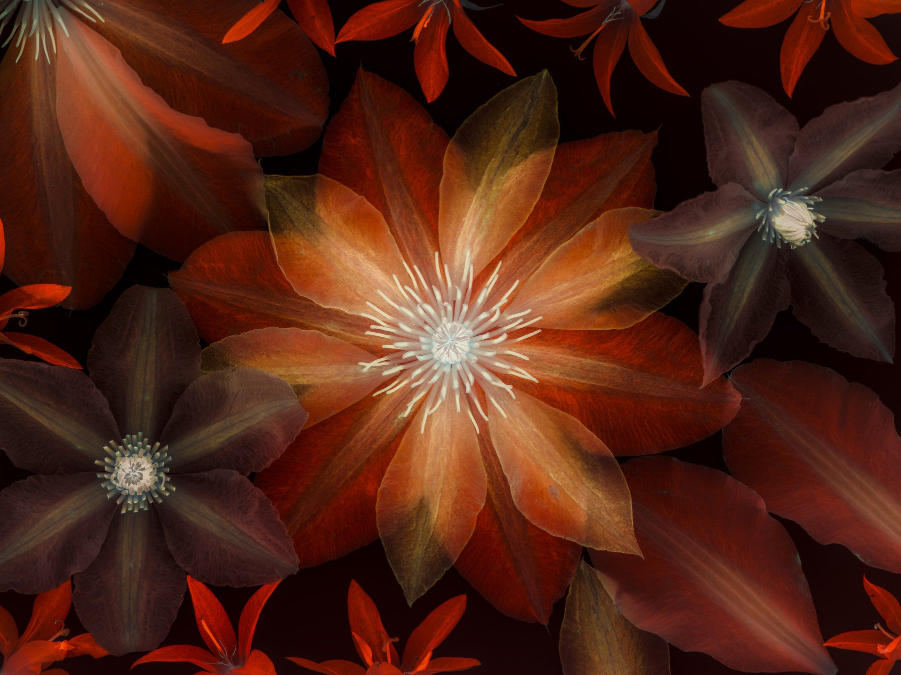 Clematis flori de flori murale