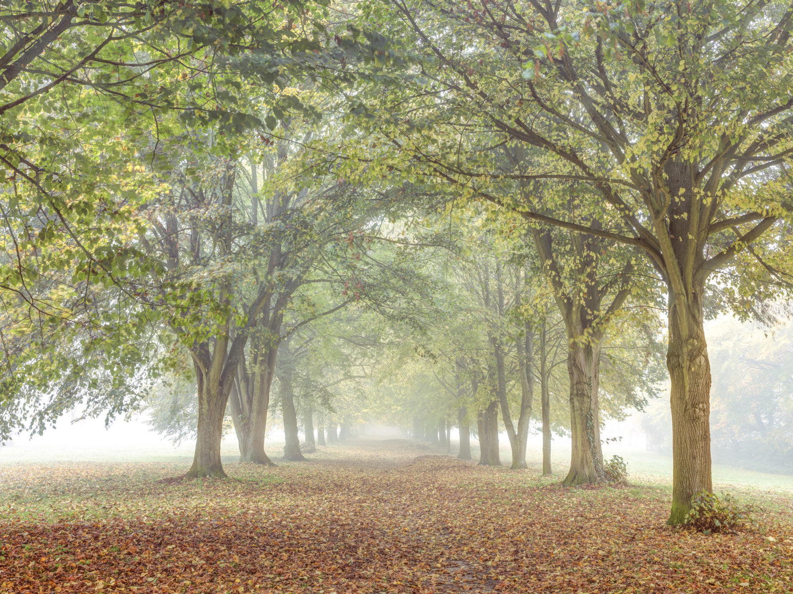 Misty Grove Retreat Wall Mural