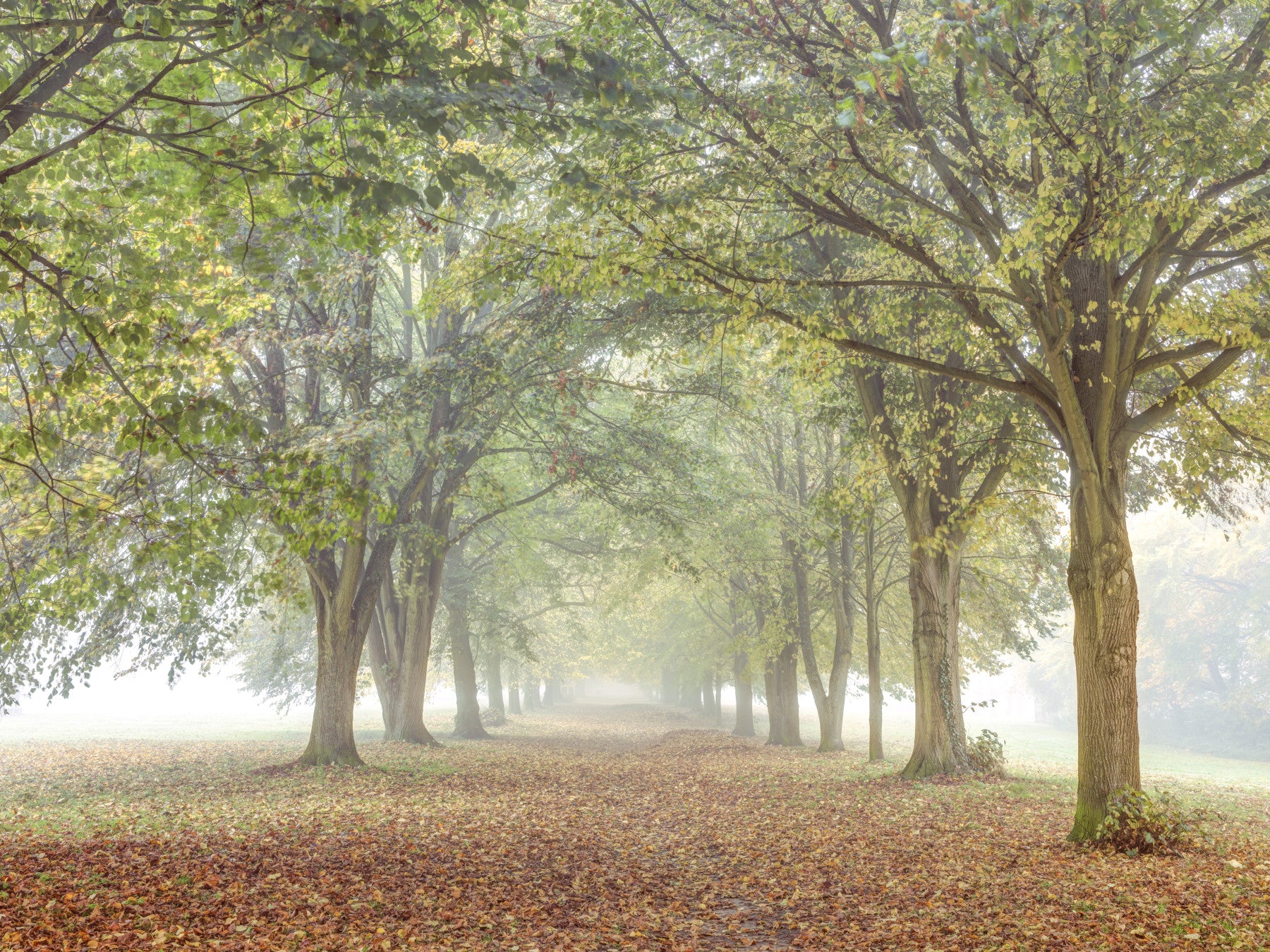 Misty Grove Retreat Wall Mural in your room — zoomed