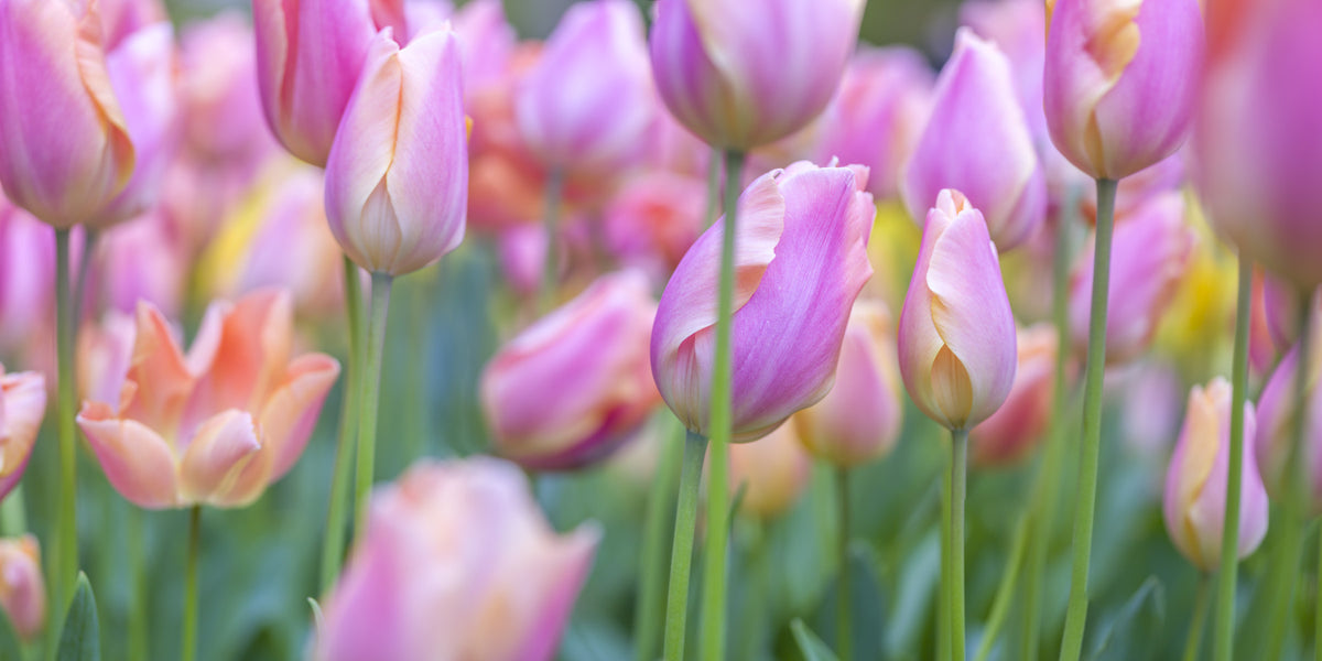 Pink Tulip Garden Wall Mural in your room