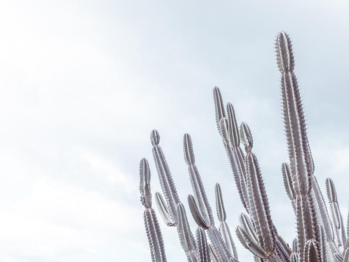 Cactus Dreams Wall Mural in your room