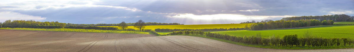 Golden Farmlands Wall Mural in your room — zoomed
