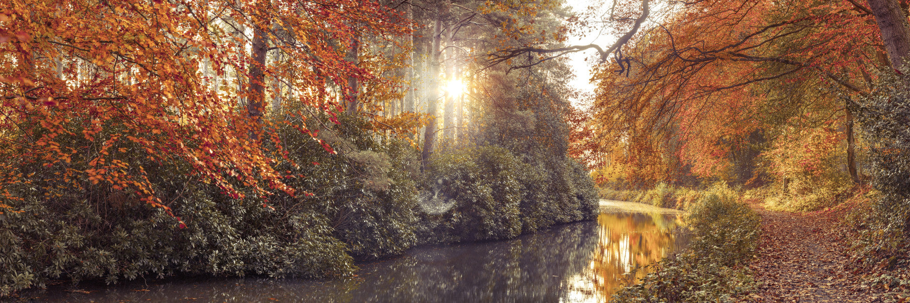 Gilded Woods Wall Mural