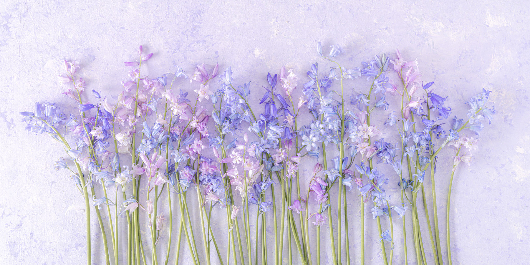 Bluebell Dream Wall Mural
