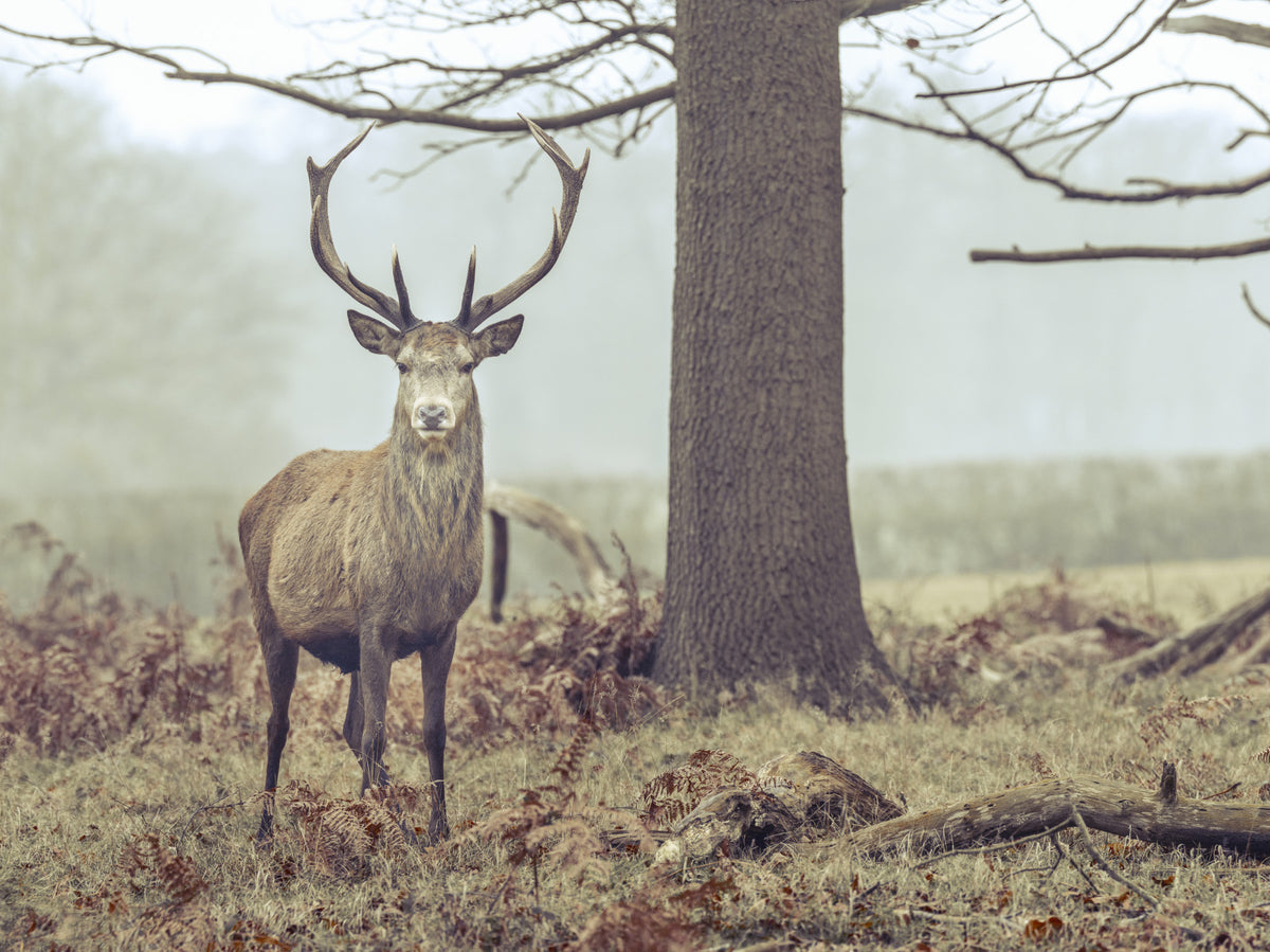 Lone Stag Wall Mural in your room — zoomed