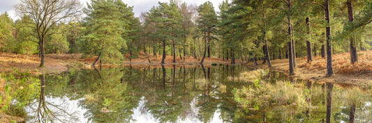 Fresque murale forêt miroir