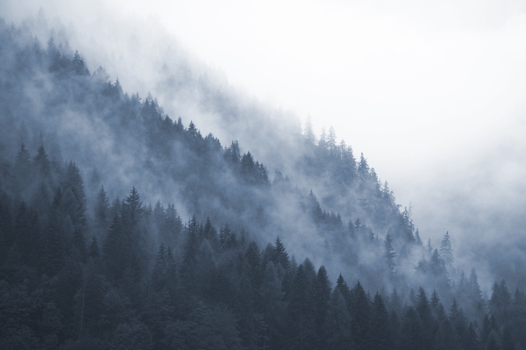Misty Mountain Forest Wall Mural