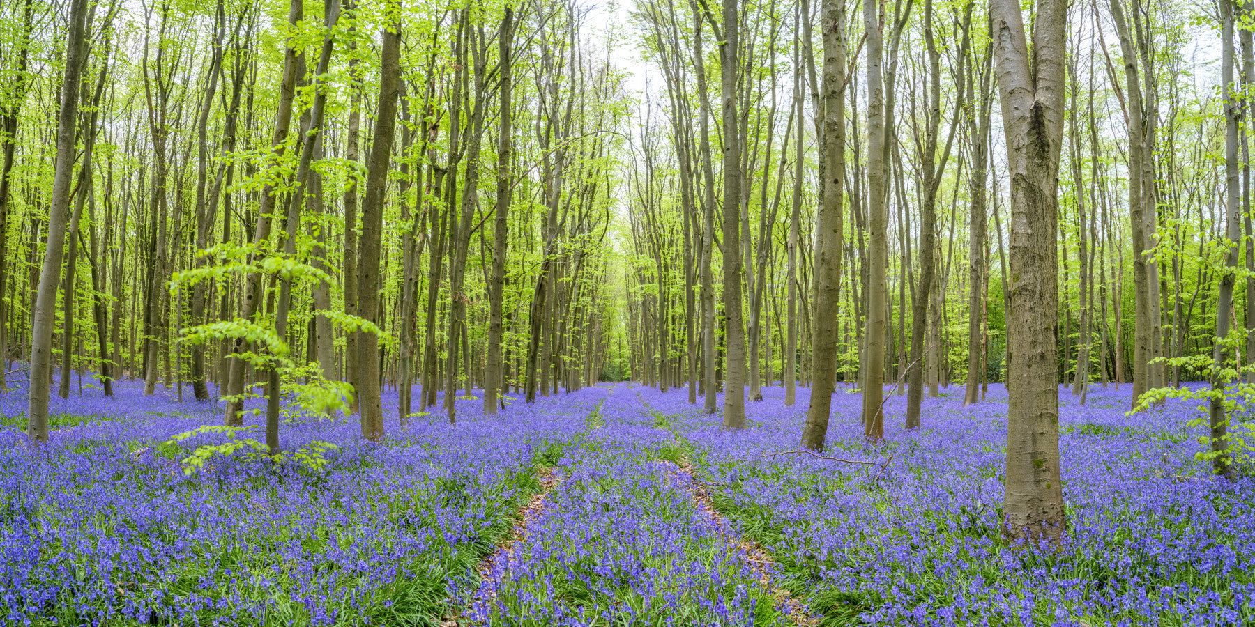 Enchanted Bluebell Woods Wall Mural