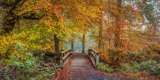 Bridging Seasons Wall Mural