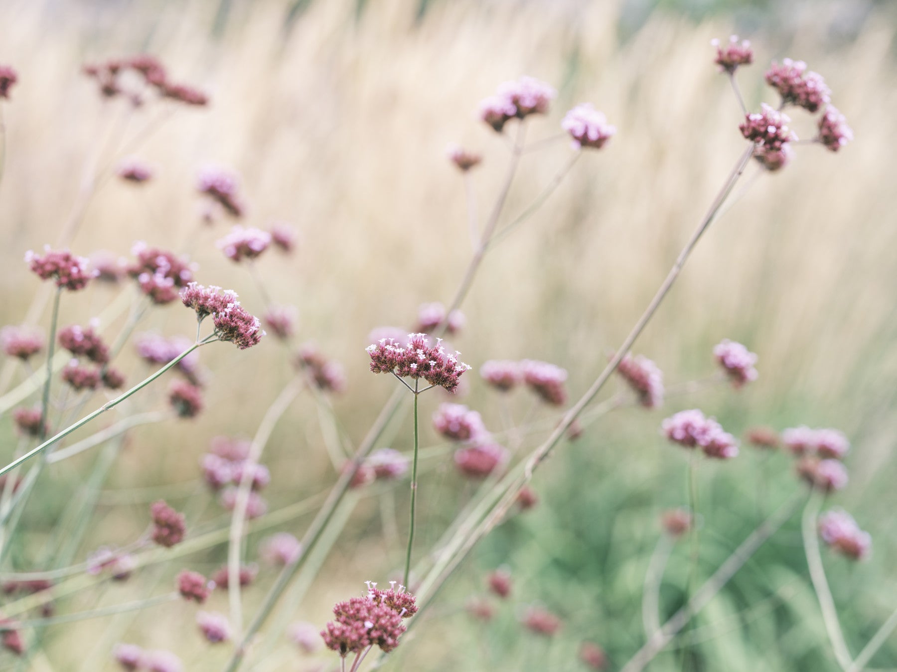 Soft Pink Field Bliss Wall Mural