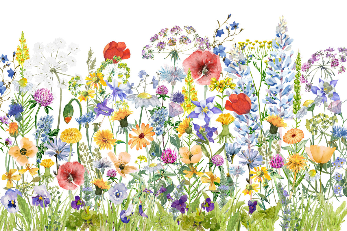 Fresque murale de coquelicots des prés aquarelle scandinave avec fleurs sauvages colorées