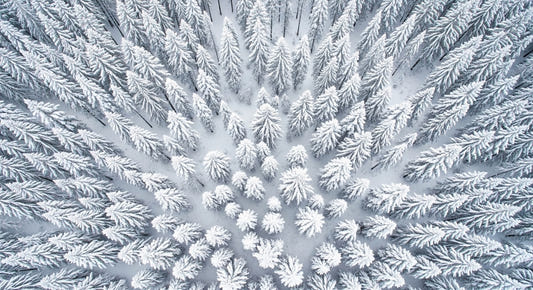 Winter's Embrace Wall Mural