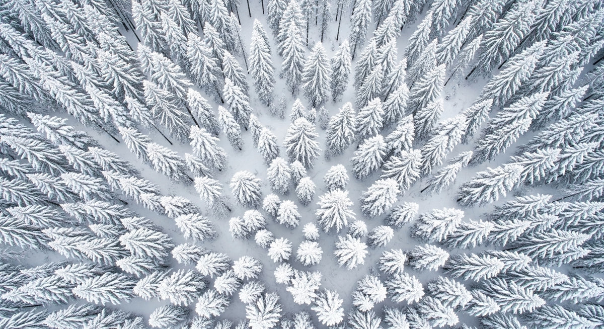 Winter's Embrace Wall Mural in your room — zoomed