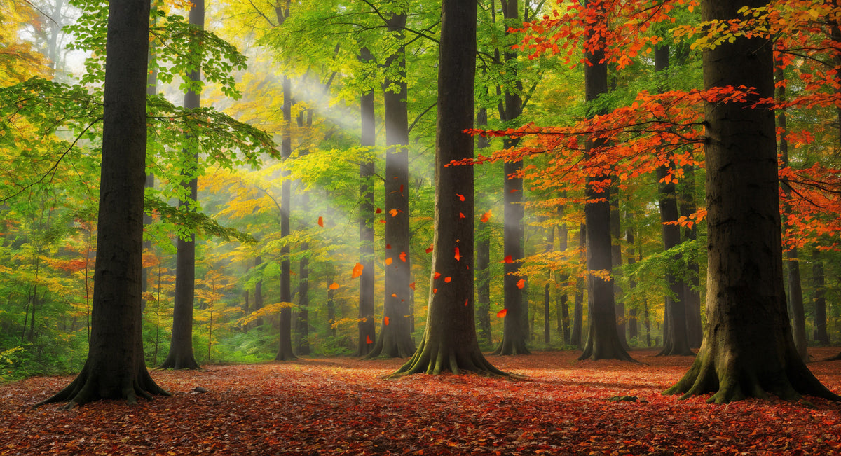 Autumn Forest Glow Wall Mural in your room — zoomed