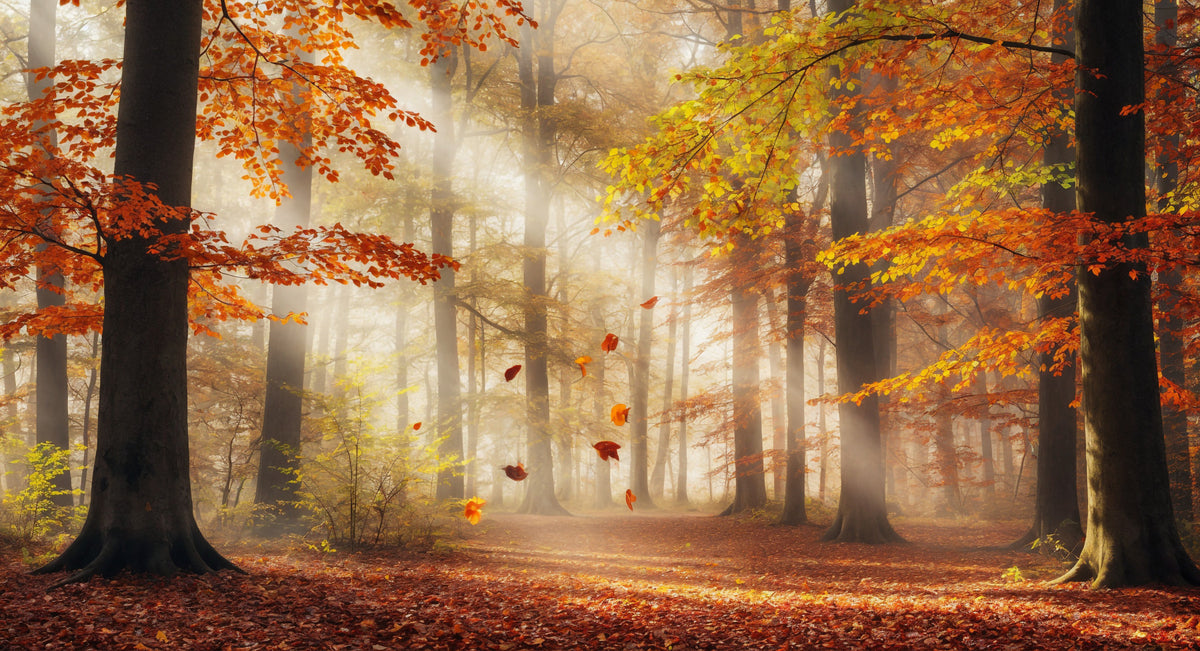 Autumn's Embrace Wall Mural in your room