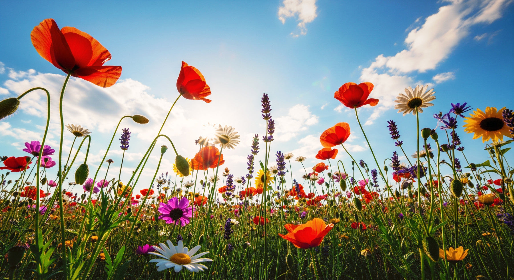Meadow Sunlight Wall Mural in your room — zoomed