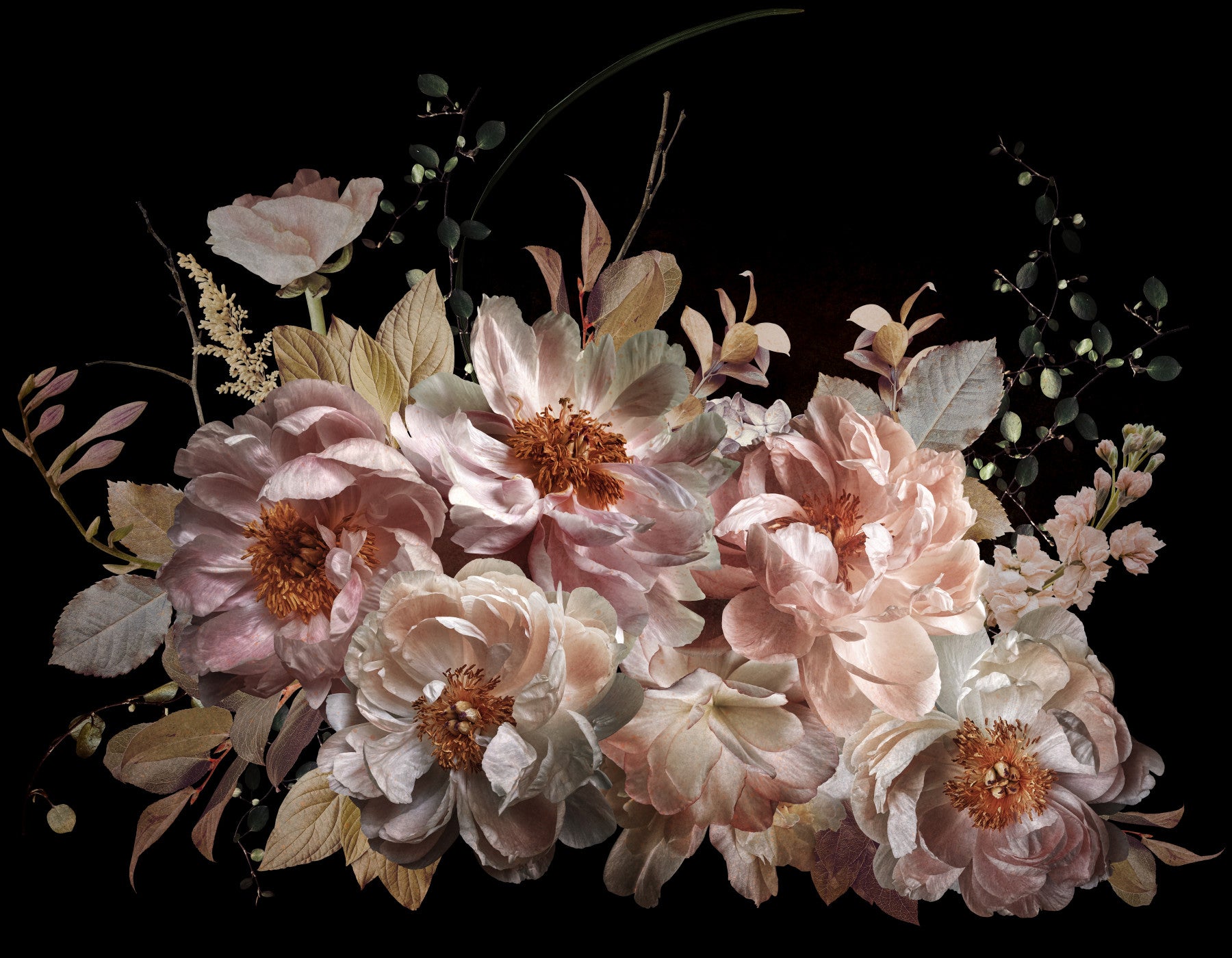 Blush Peonies Noir Garden Wall Mural