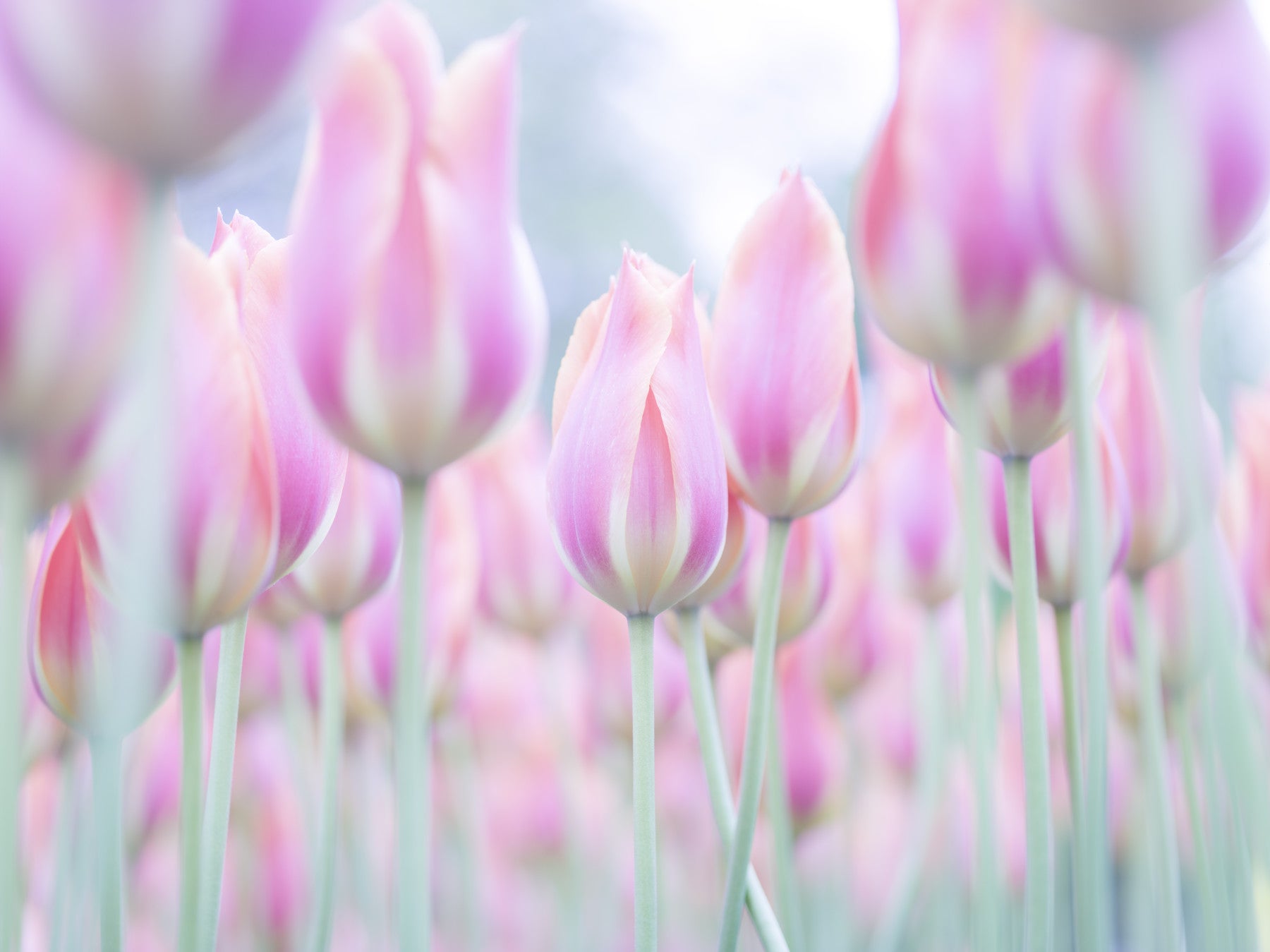 Tulips Jewels Wall Mural