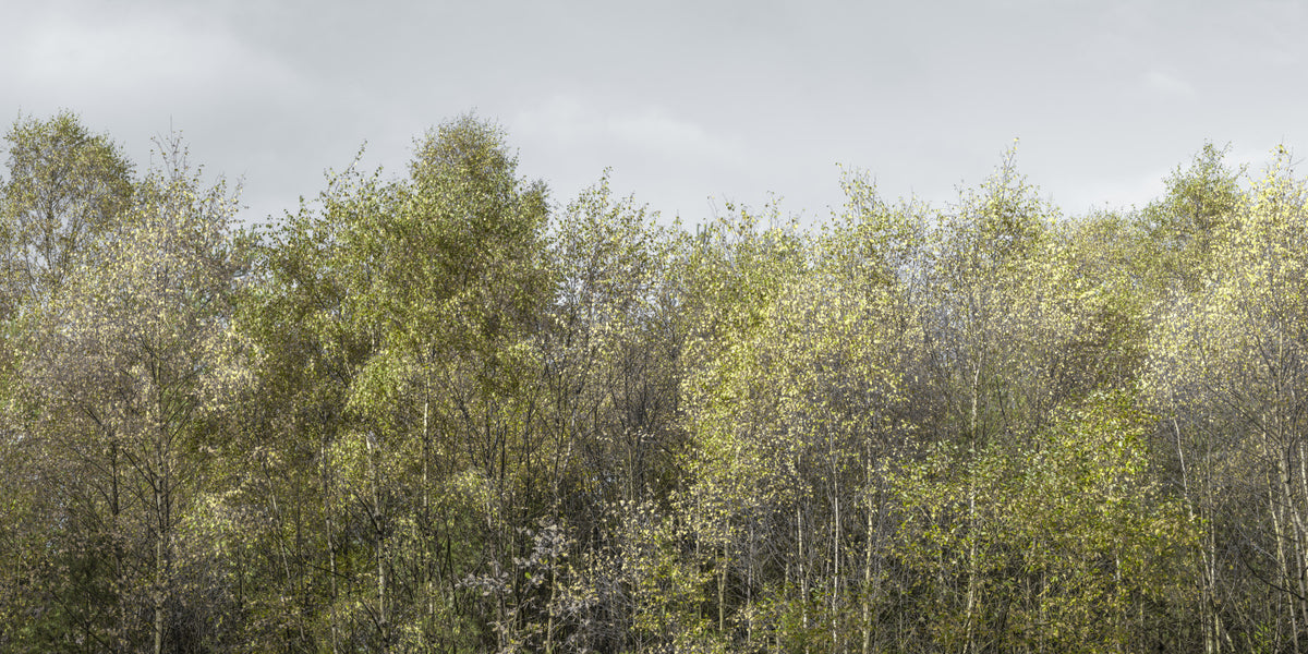 Birch Grove Wall Mural in your room — zoomed
