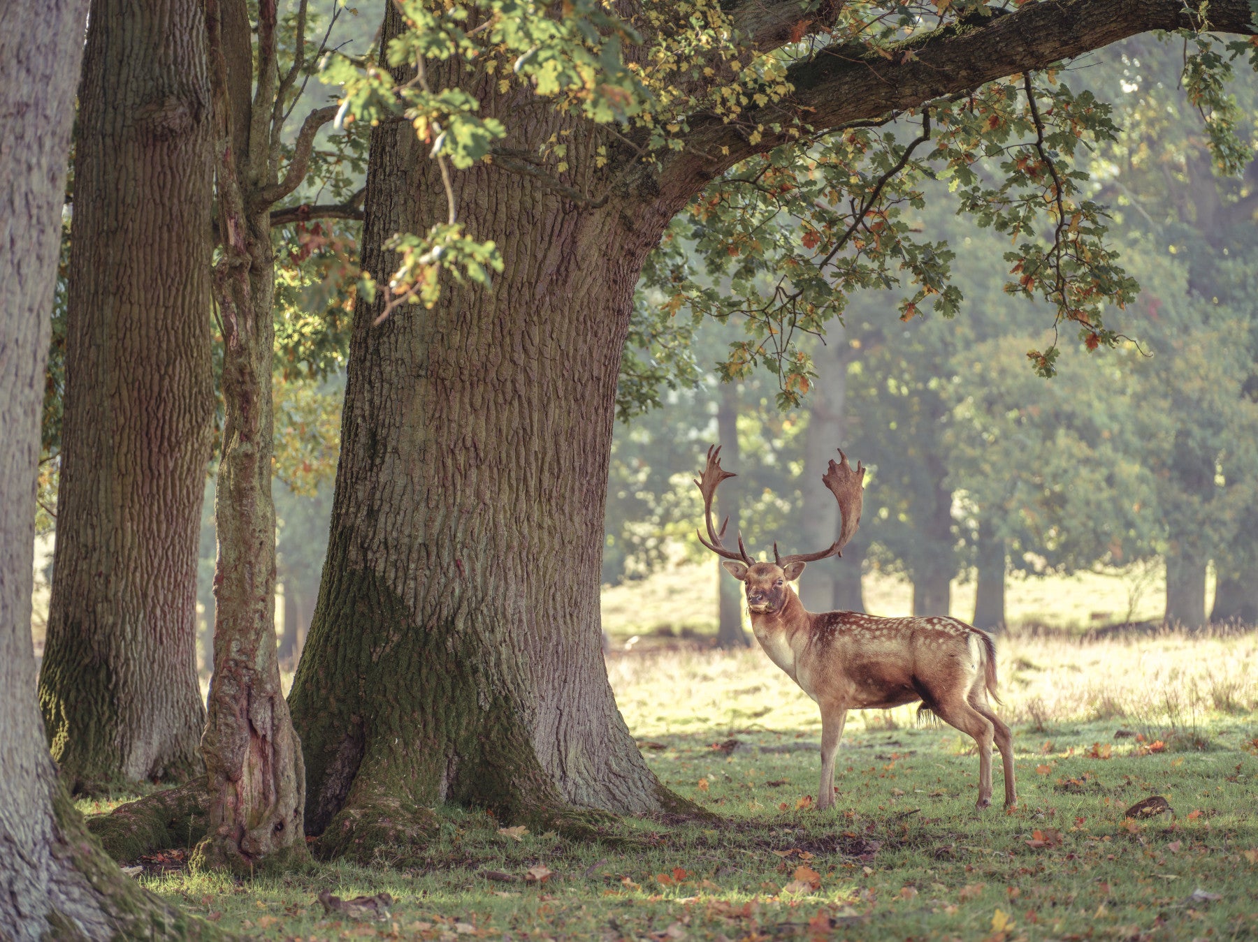 Forest Monarch Wall Mural in your room — zoomed