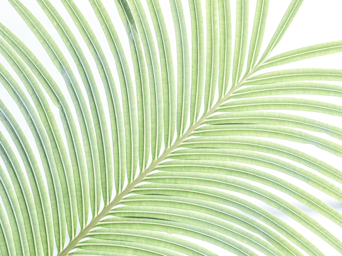 Lime Leaf Whisper Wall Mural in your room — zoomed