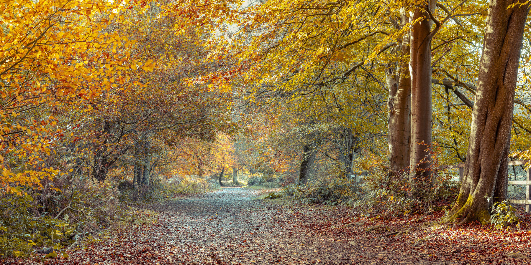 Fresque murale Chemin d'automne serein in your room — zoomed