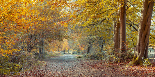 Serene Fall Path Wall Mural