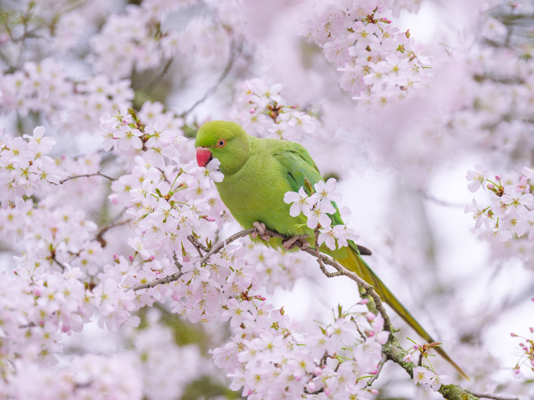 Blossom Bird Wall Mural