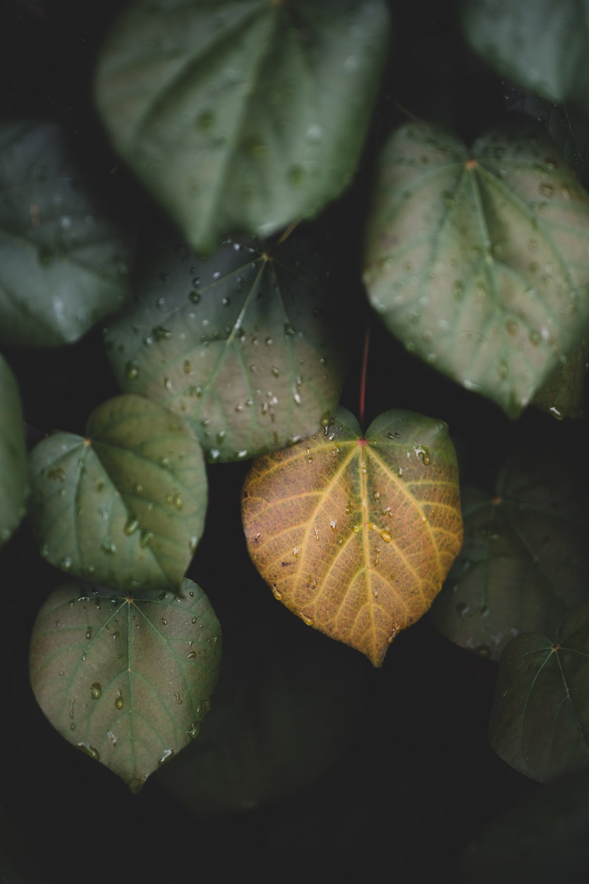 Winter leaves II Wall Mural in your room — zoomed