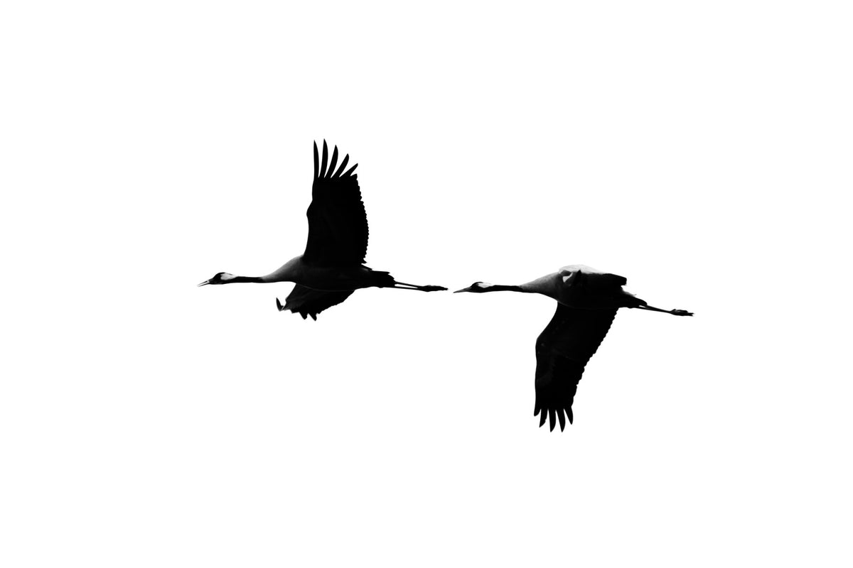 Crane(s) VI Wall Mural in your room — zoomed