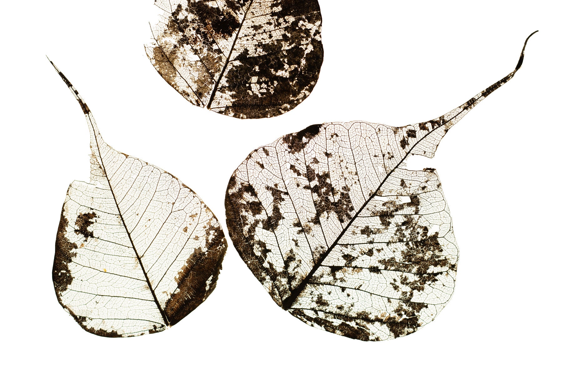Fallen Leaves #0 Wall Mural in your room — zoomed
