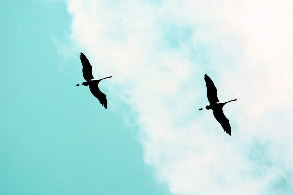 Crane(s) V Wall Mural in your room