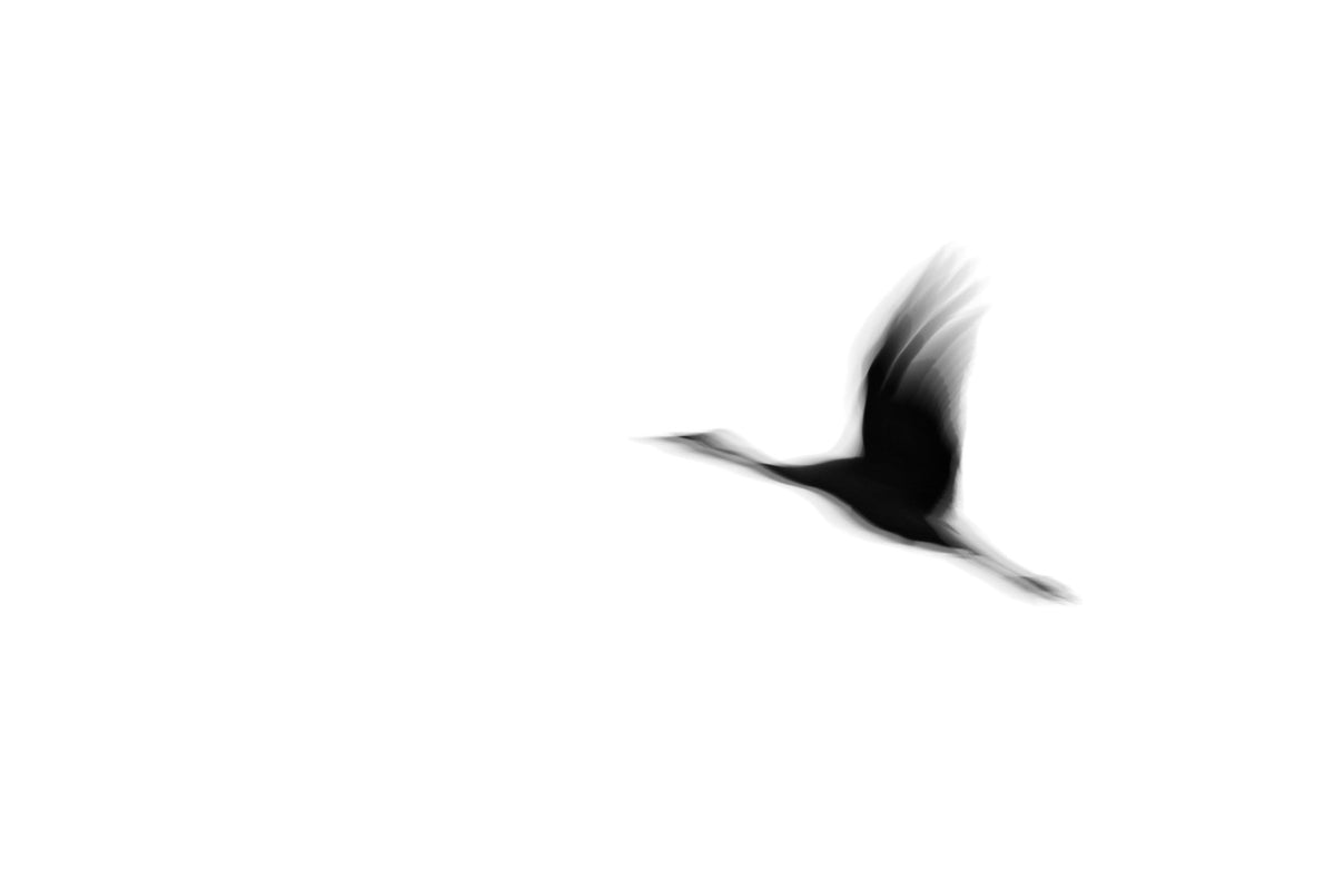 Crane(s) I Wall Mural in your room